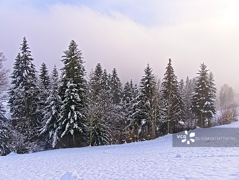 阴天冬季白雪覆盖的森林和草地图片素材