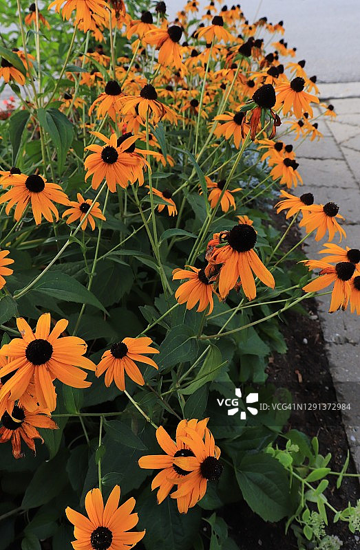 花园里的黑眼菊图片素材