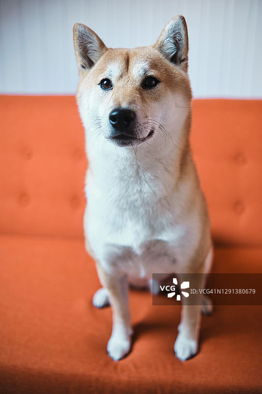 可爱的纯种小狗图片素材