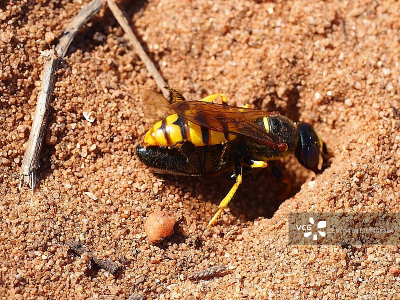 欧洲食蜂胡蜂图片素材