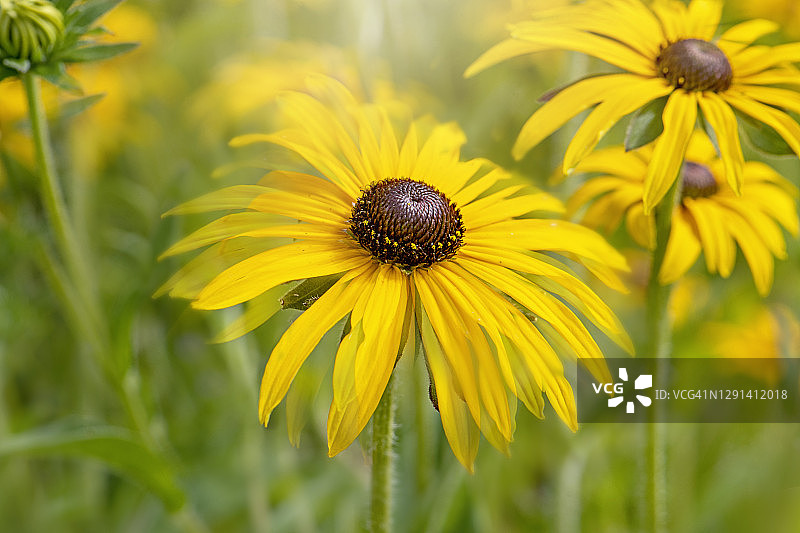 盛开的夏季花朵：锥花图片素材