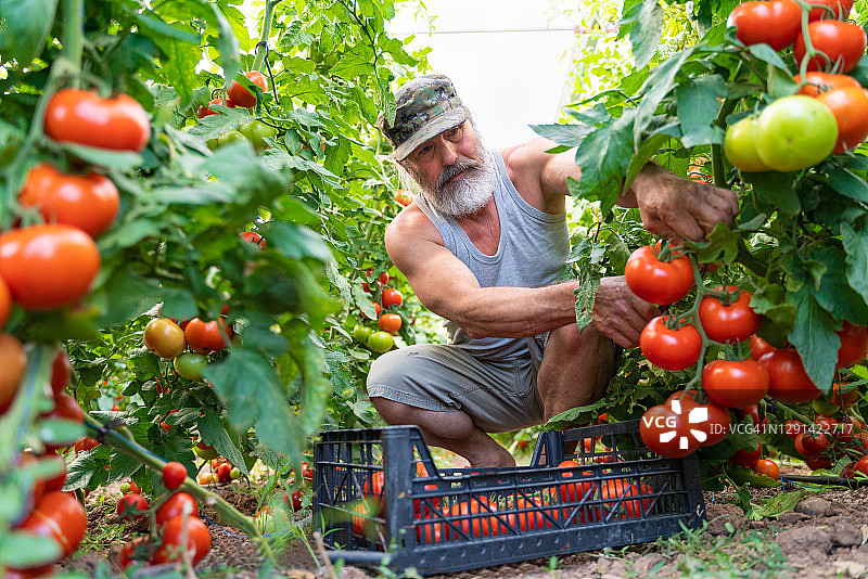 老人在温室里蹲着采摘成熟的有机番茄，并将它们装满篮子图片素材