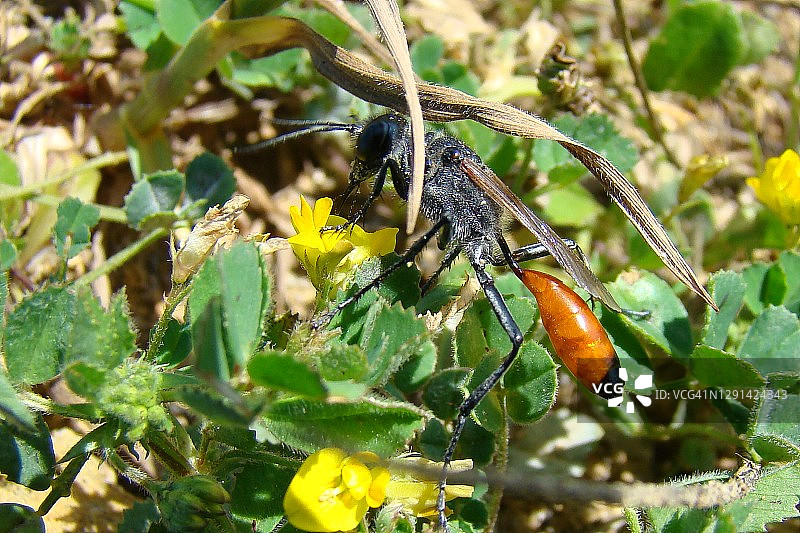 苔氏沙泥蜂图片素材