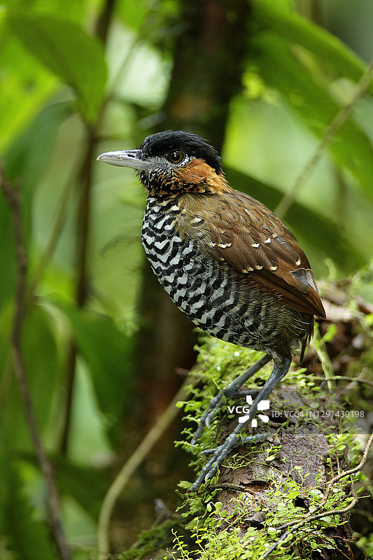 黑冠蚁鹩图片素材