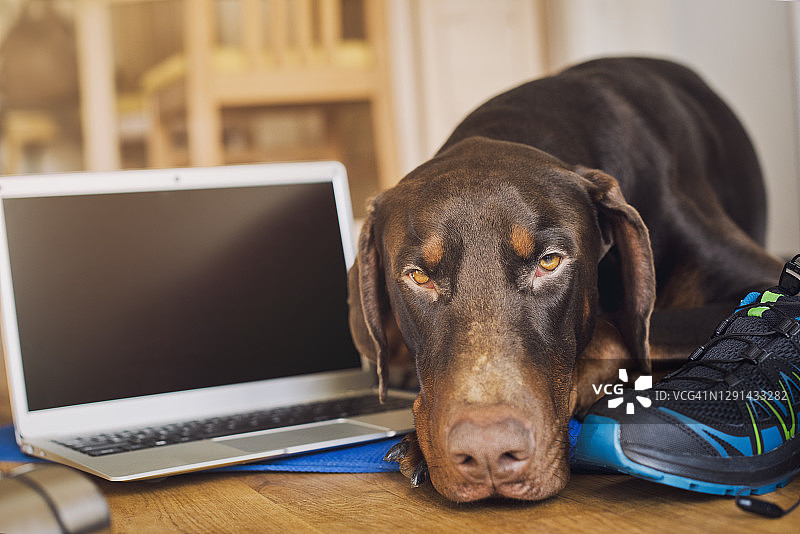 睡觉的狗图片素材