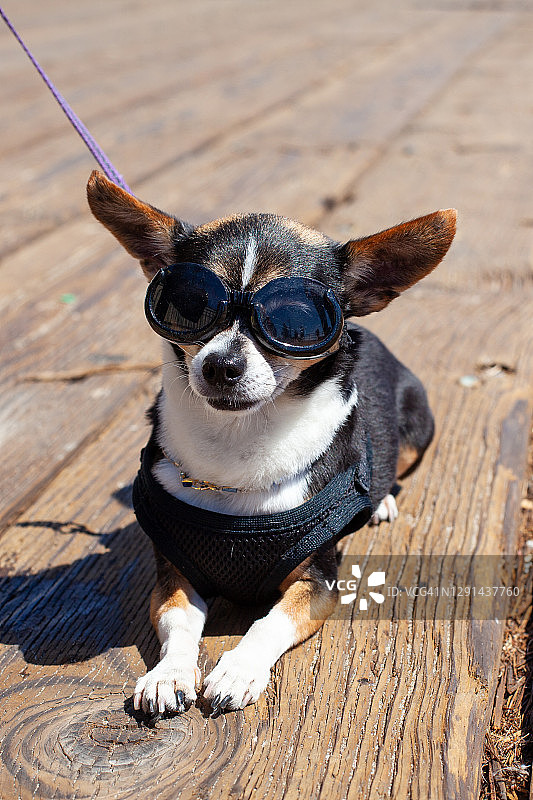 时尚潮狗图片素材