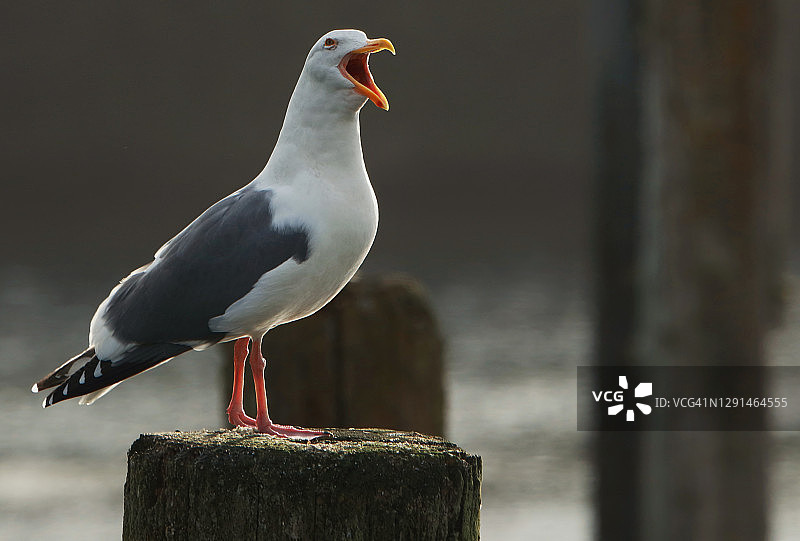 张嘴喧闹海鸥图片素材
