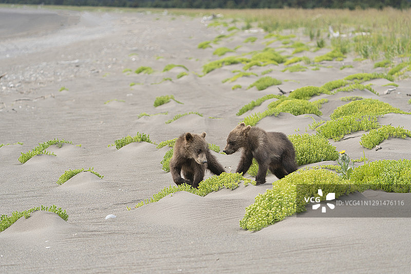 阿拉斯加海滩上嬉戏的灰熊幼崽（20070526）图片素材