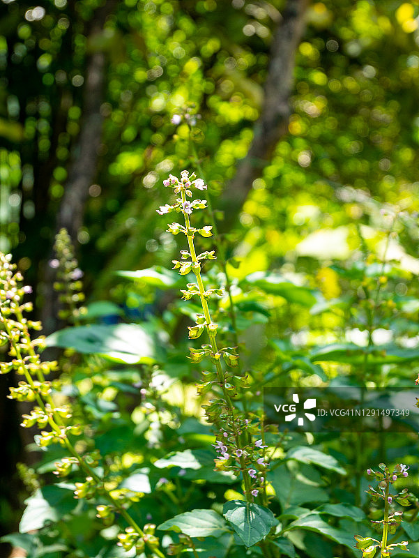 圣罗勒紫色芳香花朵阳光下图片素材