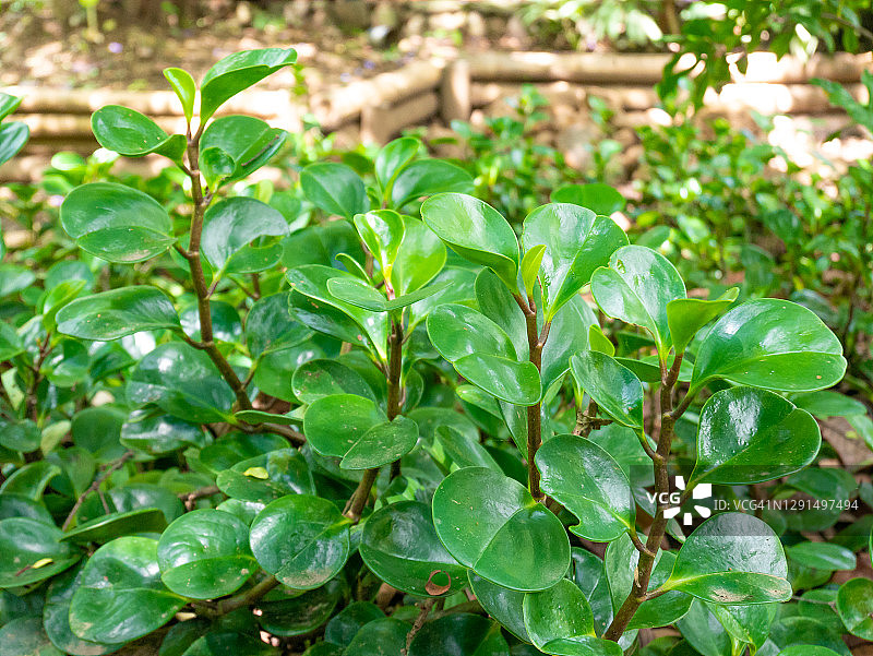豆瓣绿，被称为婴儿橡胶植物或椒草，它是一种给你带来好运和金钱的植物图片素材