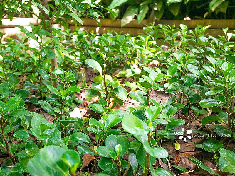 豆瓣绿，被称为婴儿橡胶植物或椒草，它是一种给你带来好运和金钱的植物图片素材