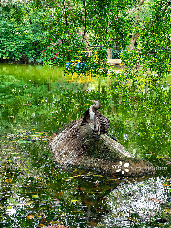 新热带鸬鹚或橄榄鸬鹚栖息在绿色泻湖中的巨石上图片素材