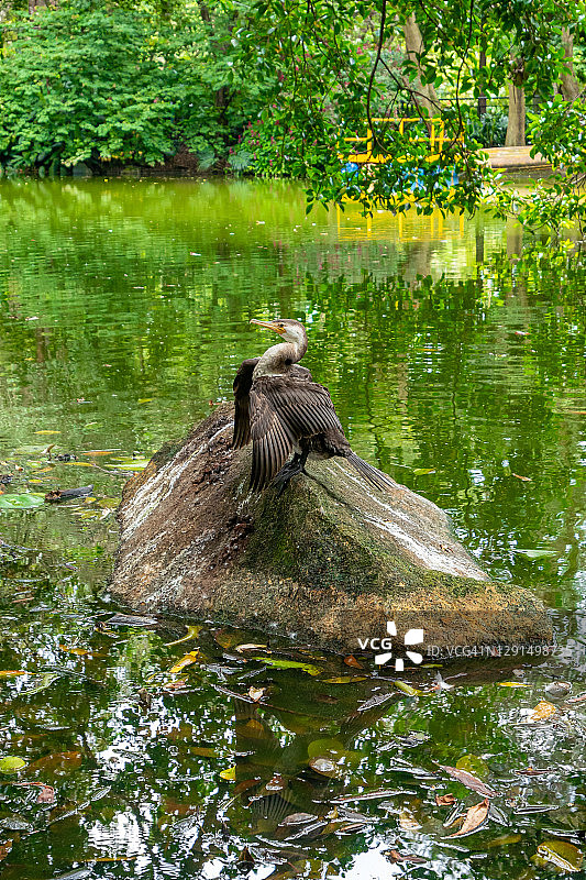 绿泻湖岩石上的新热带鸬鹚图片素材