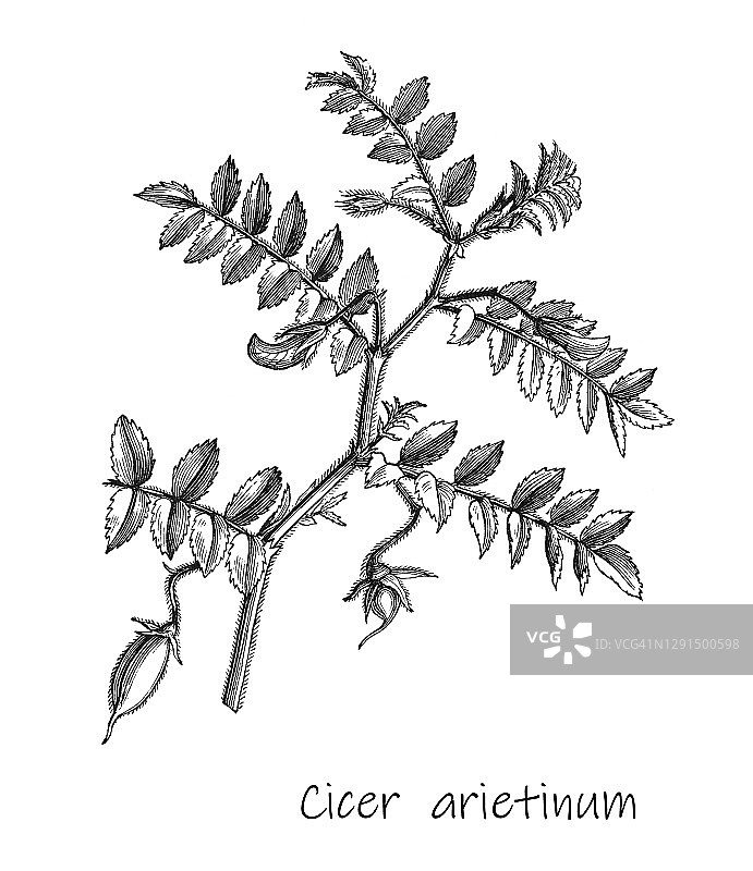 鹰嘴豆植物，古老的雕刻插图图片素材