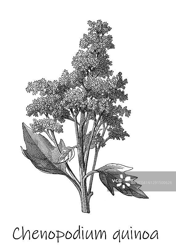 花朵背景：藜麦植物（芒果树）图片素材