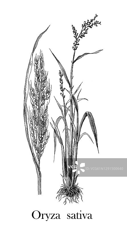 古代亚洲水稻植物雕刻插图图片素材