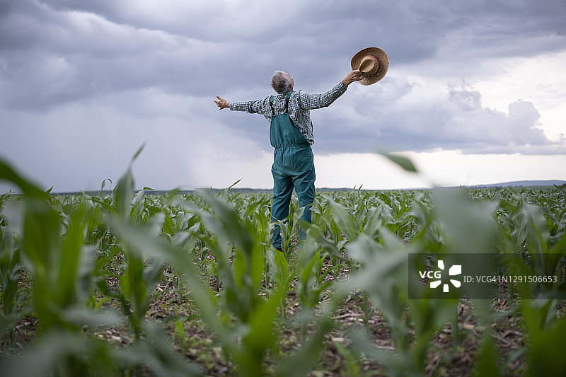 农民在玉米地里享受春雨图片素材
