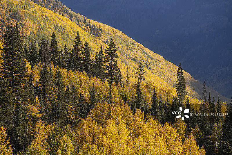 科罗拉多州山坡上的白杨树（20091027）图片素材