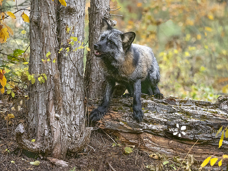 森林中树干上的十字狐图片素材