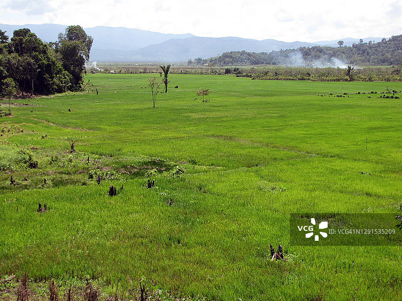印度尼西亚苏拉威西岛稻田图片素材