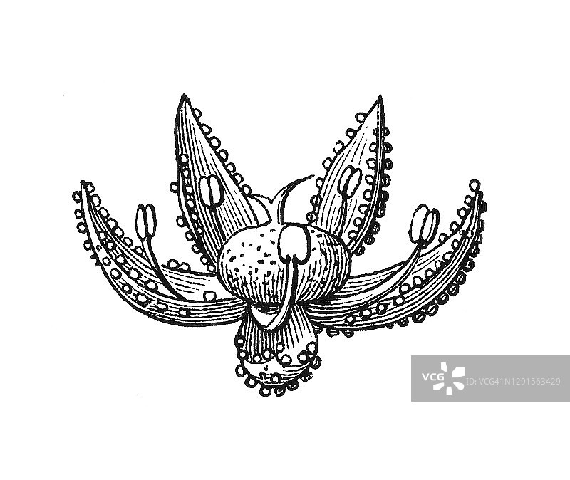 花卉背景，藜麦花图片素材