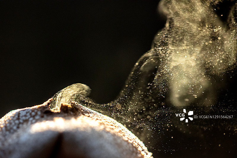 棒锤马勃菌图片素材