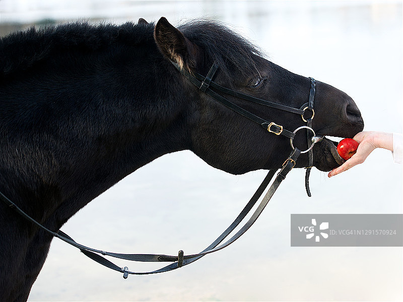 女人手喂马苹果图片素材