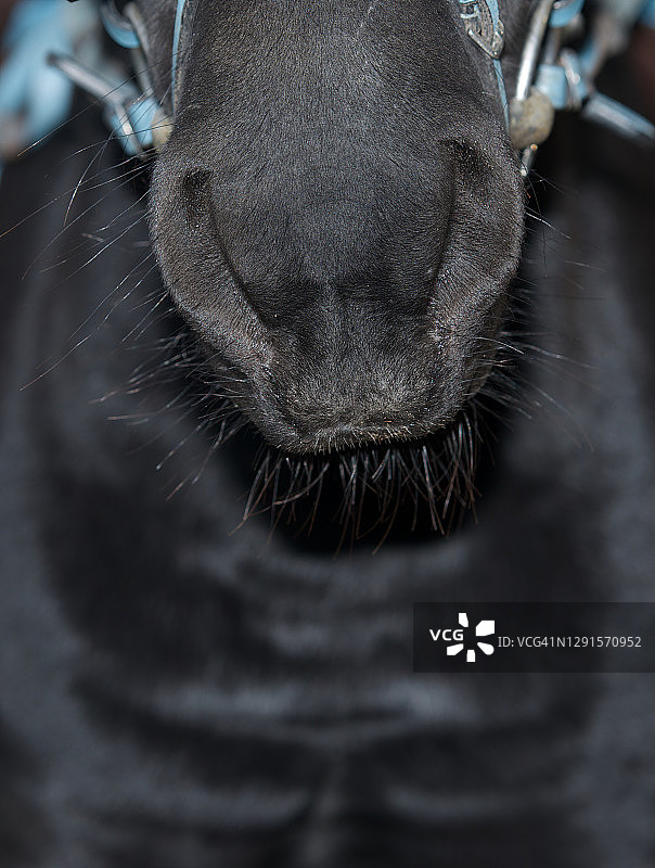 马鼻子的特写图片素材