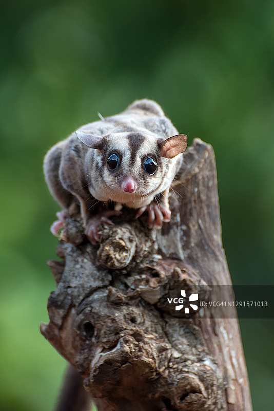 印度尼西亚树上的蜜袋鼯肖像图片素材