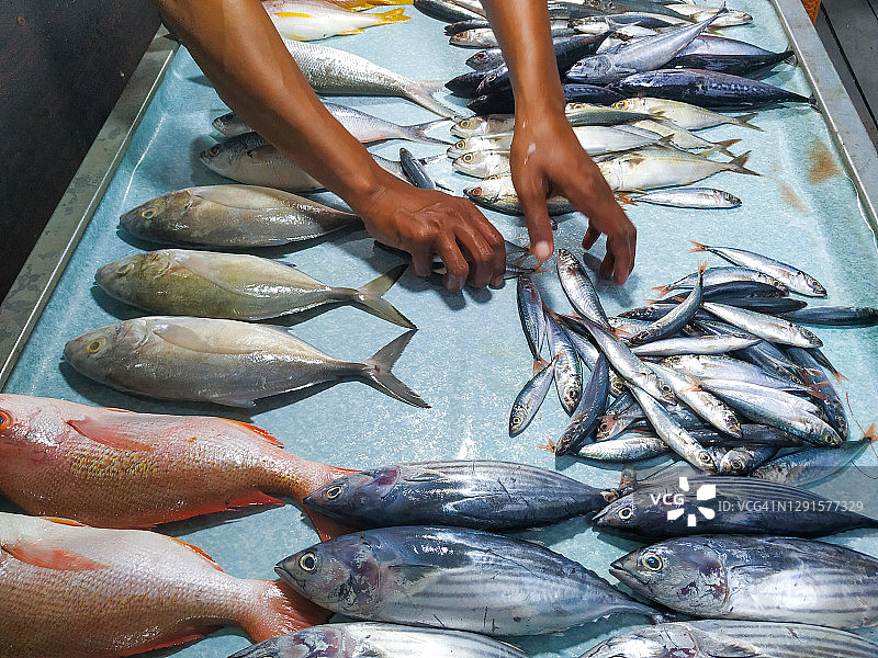 传统市场出售的新鲜海鱼图片素材