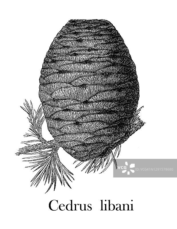 黎巴嫩雪松球果的古老雕刻插图图片素材