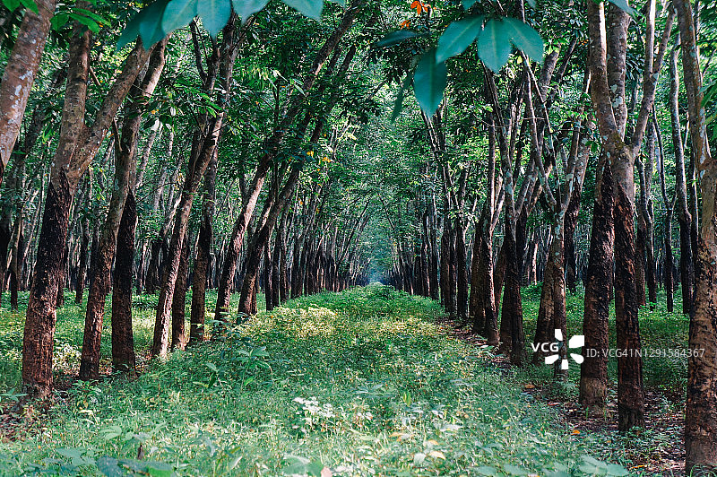 橡胶树种植园图片素材