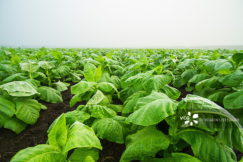 烟草领域图片素材