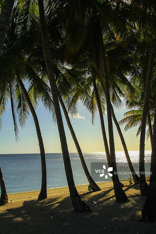 海滩上的椰子树图片素材