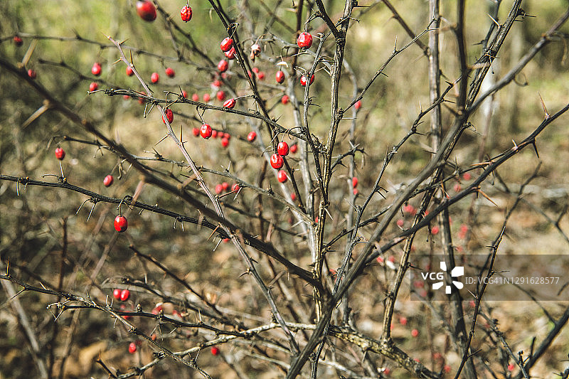 带红色浆果的荆棘丛，有毒的红色浆果图片素材