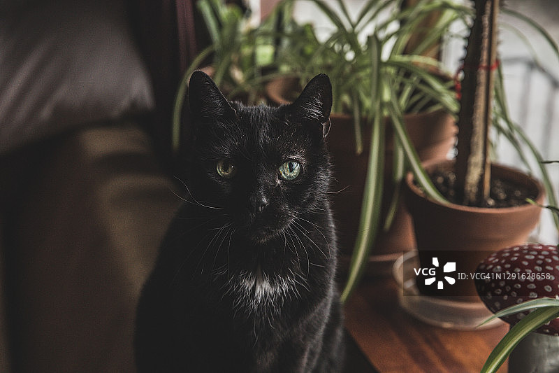 室内黑猫，年长的猫，坐在室内植物附近图片素材