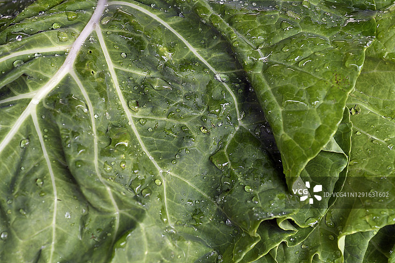 羽衣甘蓝黄油图片素材