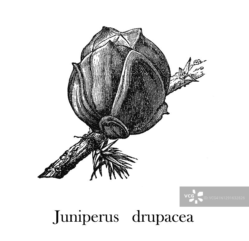 叙利亚刺柏旧版雕刻插图图片素材