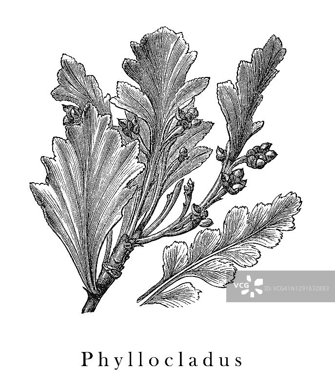 托阿托阿或蓝色芹菜松（Phyllocladus glaucus，Phyllocladus toatoa）的古老雕刻插图图片素材
