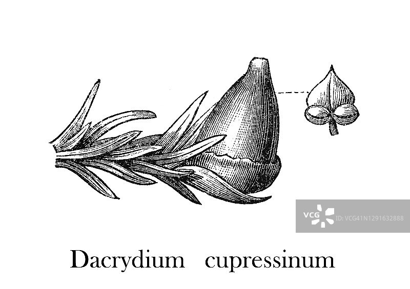 Rimu（贝壳杉）的古老雕刻插图图片素材