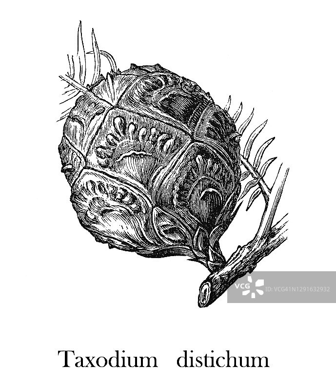 落羽杉复古雕刻插图图片素材