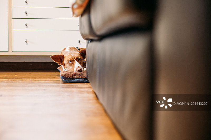 休息在床上，从沙发后探出头，有着小狗眼神的蓝眼睛波德enco犬图片素材