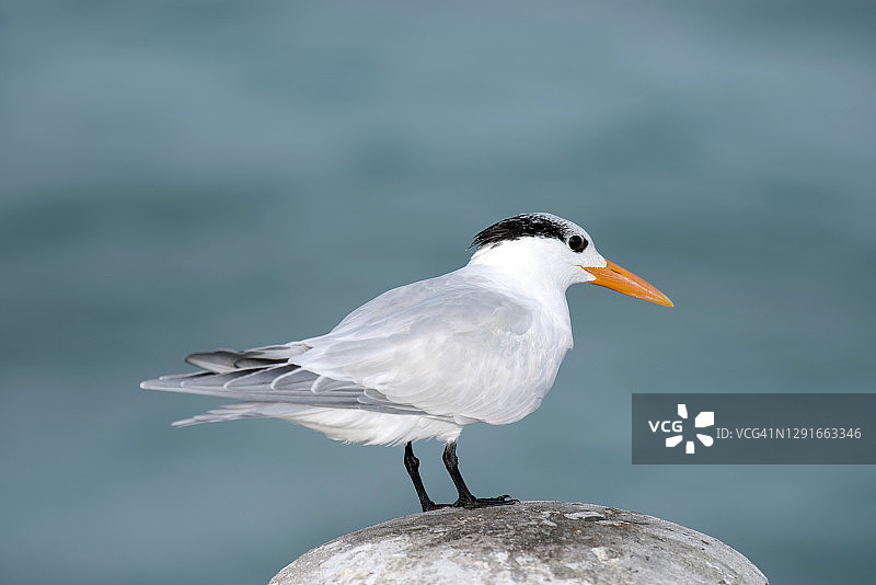 蓝色山丘海滩上的鸟图片素材
