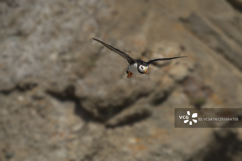 20070593海鹦图片素材