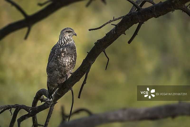 20090965普通黑鹰图片素材