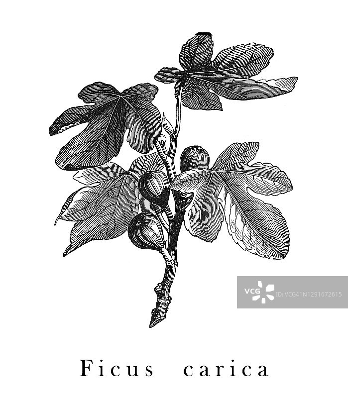 无花果古版画图片素材