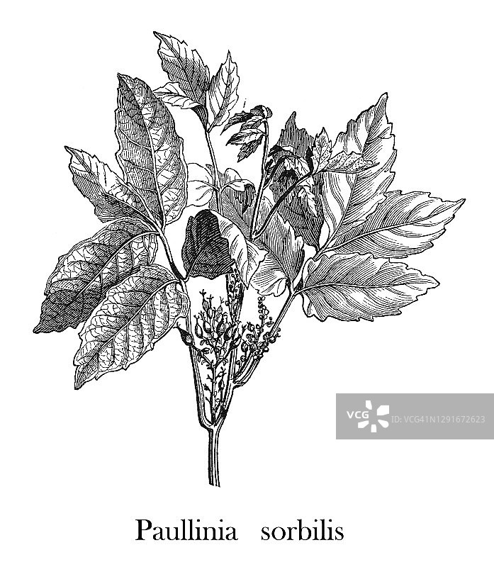 老式雕刻瓜拉纳植物插画图片素材