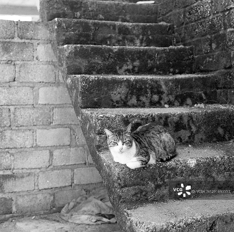 耶拉帕猫图片素材