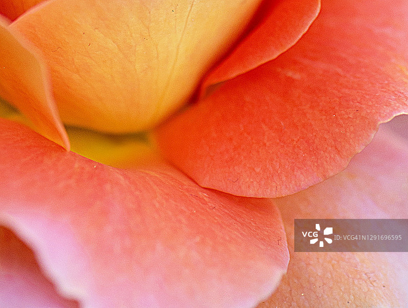 彩色玫瑰花瓣图片素材