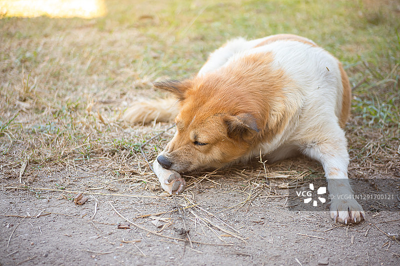 小狗因瘙痒而啃咬腿图片素材